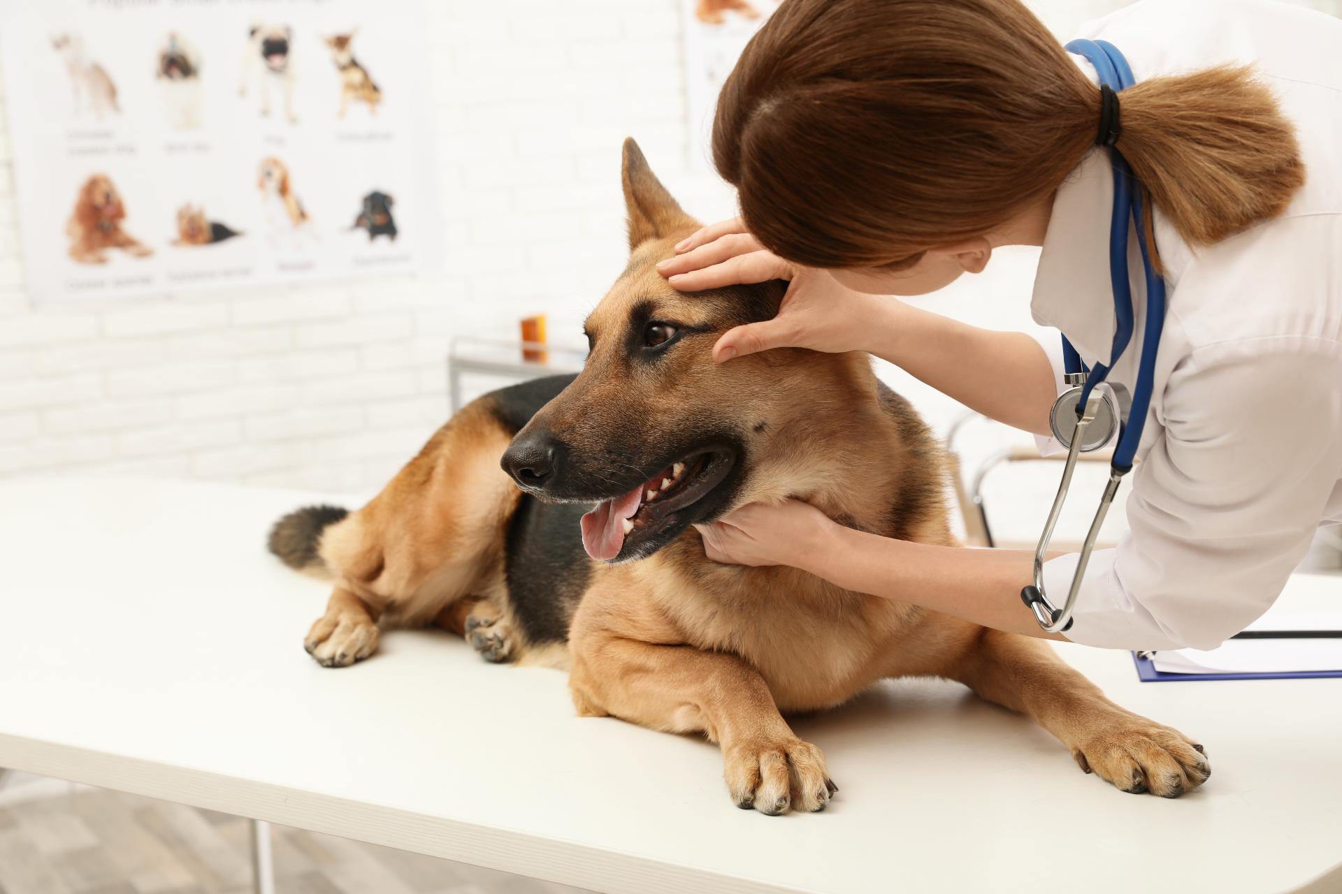 健康診断で早期発見 | 千葉の動物病院ならはつとみ本町動物病院