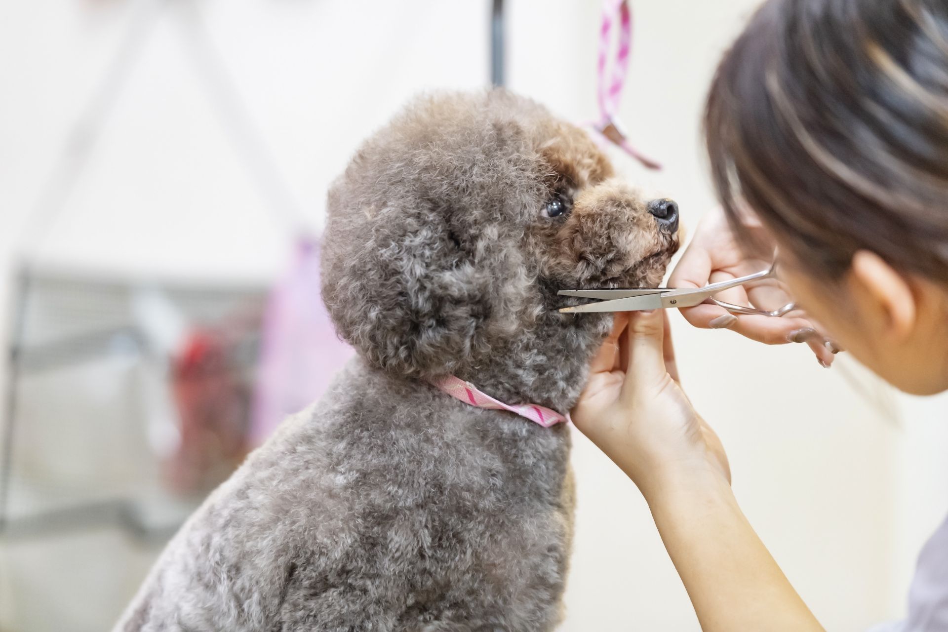 トリミングサロン併設 | 千葉の動物病院ならはつとみ本町動物病院