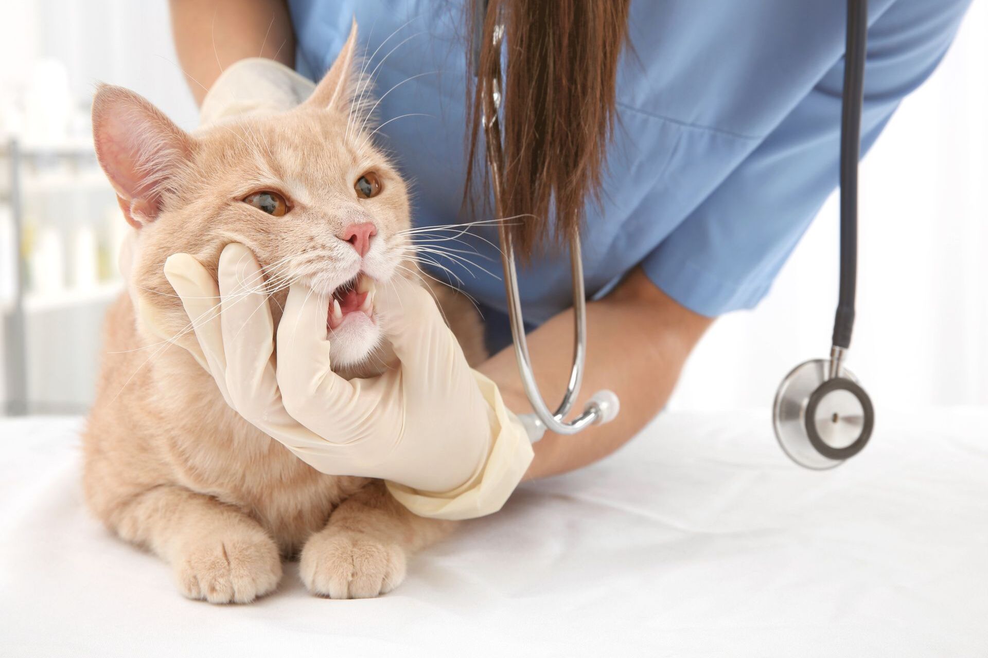 健康診断による予防医療 | 千葉の動物病院ならはつとみ本町動物病院